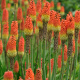 Red hot poker