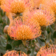 Pincushion Protea