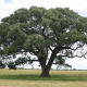 Marula tree