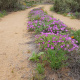 Namakwaland flowers