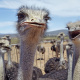 ostriches