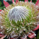 Protea