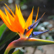 Strelitzia