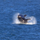 whale at hermanus