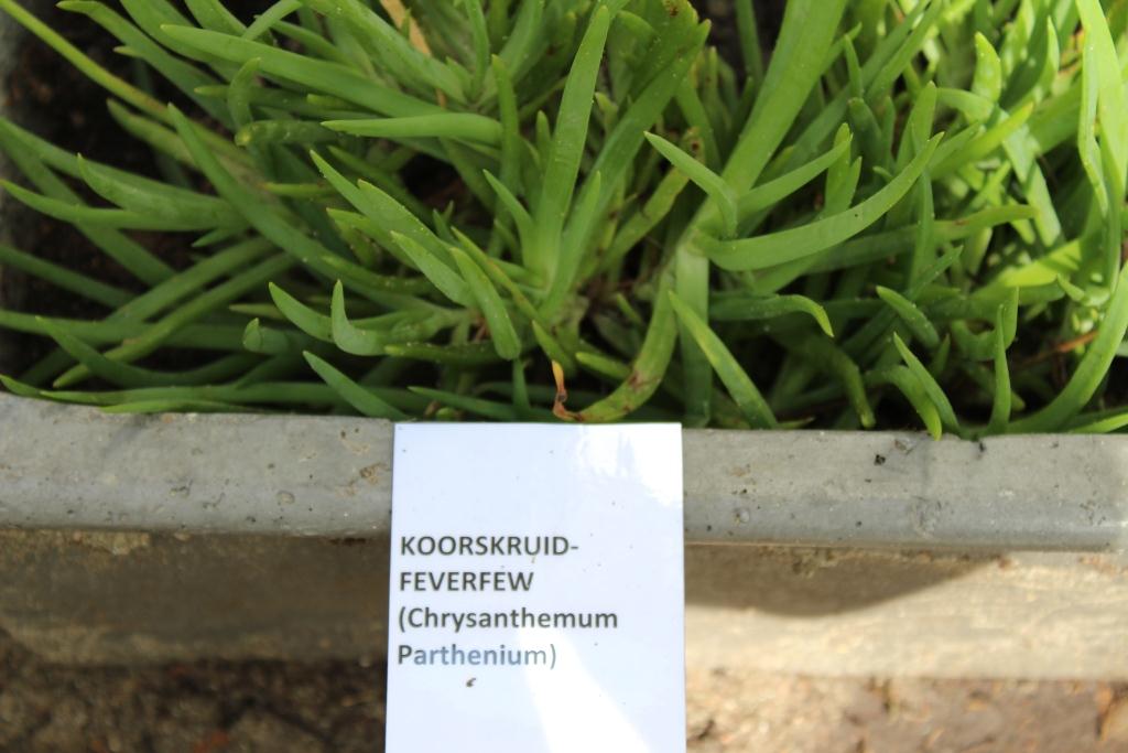 Traditional herbs in the garden of the Museum