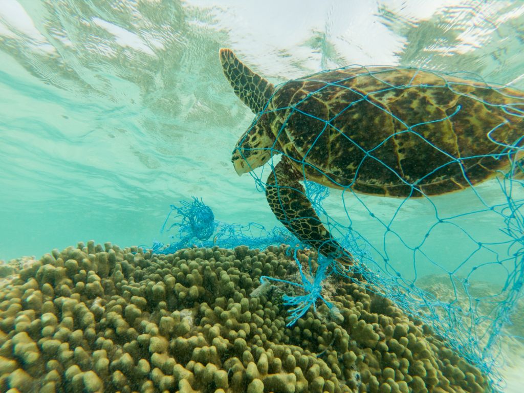 turtle caught in pollution