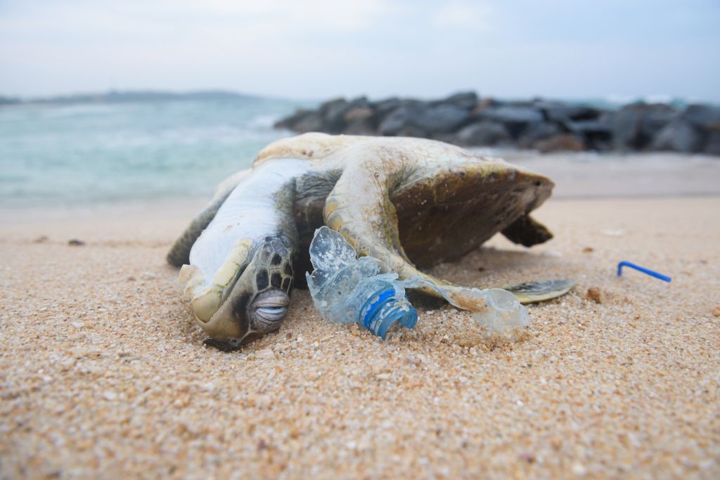 turtle killed by plastic