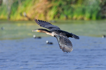 wetlands