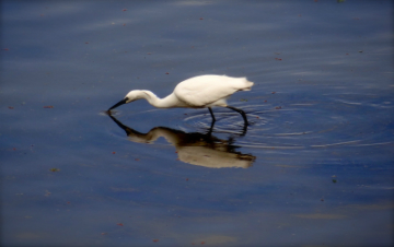 wetlands bird in water