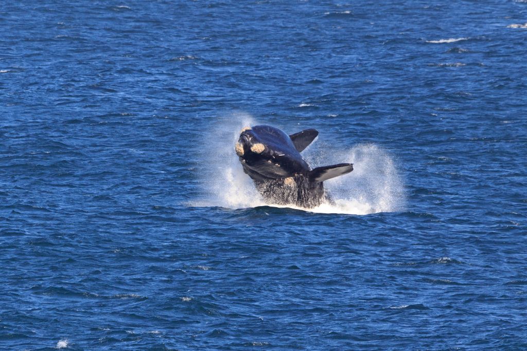 whale at hermanus