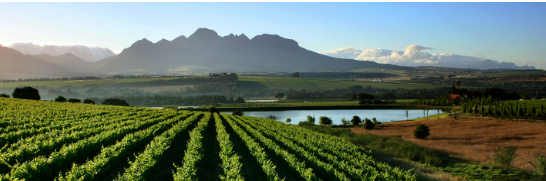 Cape Winelands