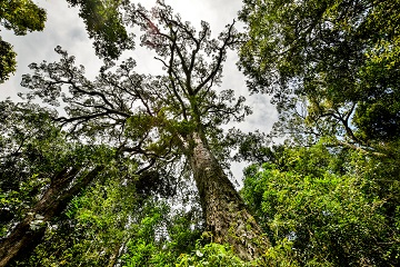 Yellowwood tree in South Africa for Arbor Month.